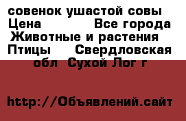 совенок ушастой совы › Цена ­ 5 000 - Все города Животные и растения » Птицы   . Свердловская обл.,Сухой Лог г.